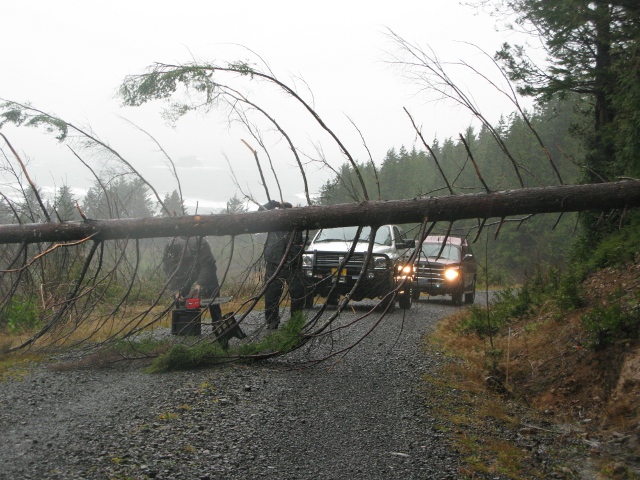 Tree down